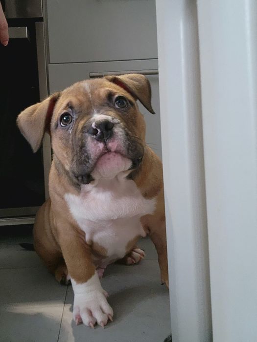 American Bully Pocket