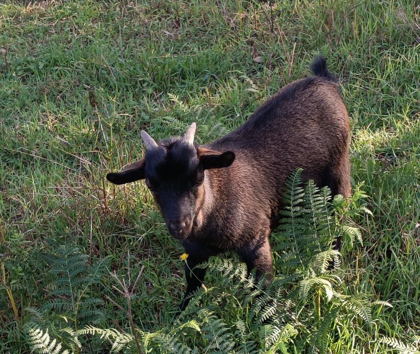 Cabras Anãs - 2 Machos