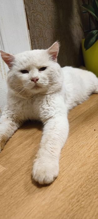 Отдам белого кота в добрые руки