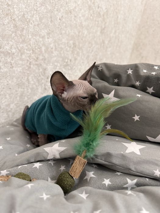 Сфинкс девочка 2 мес