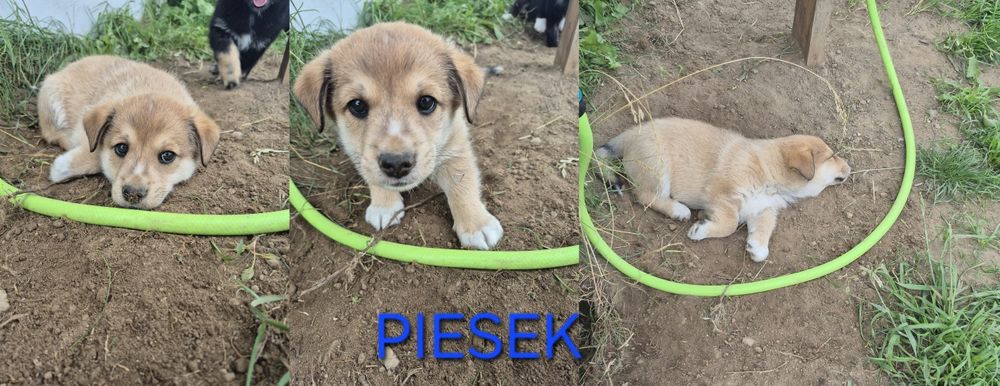 Oddam pieski za darmo