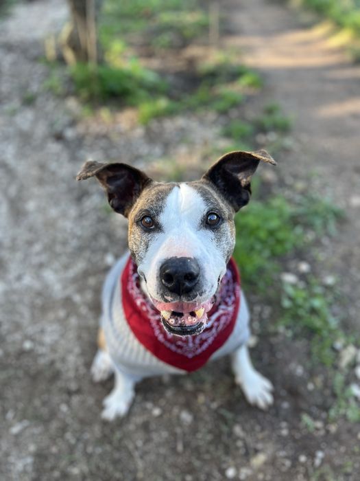 Adoção MILAGRE para um Cão Especial