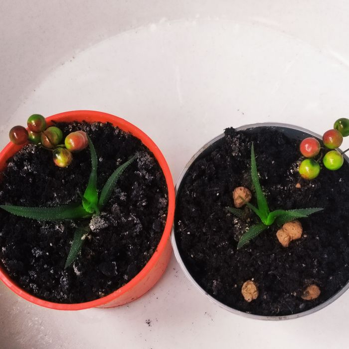 Хавортія міні)) стане твоєю улюбленицею))