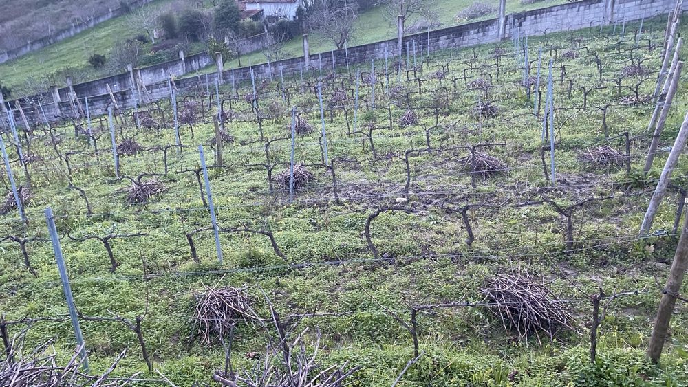 Vendo molhes de vides para queimar