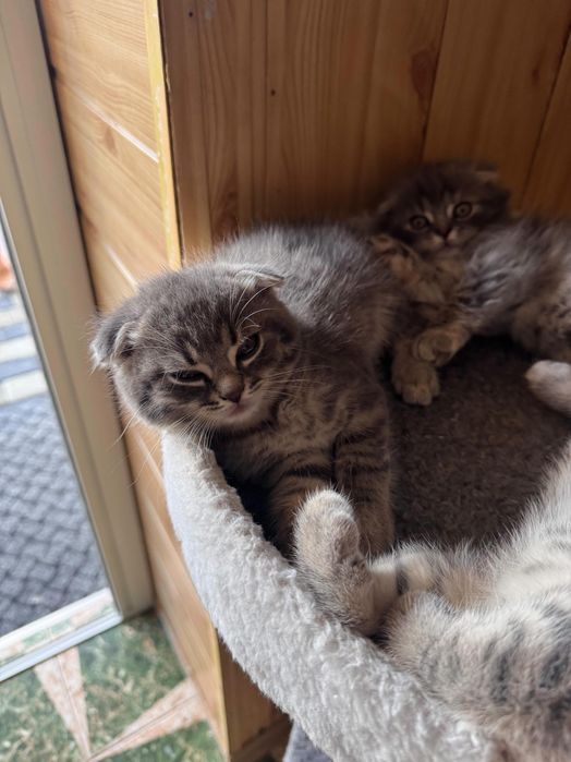 Продам висловухих кошенят