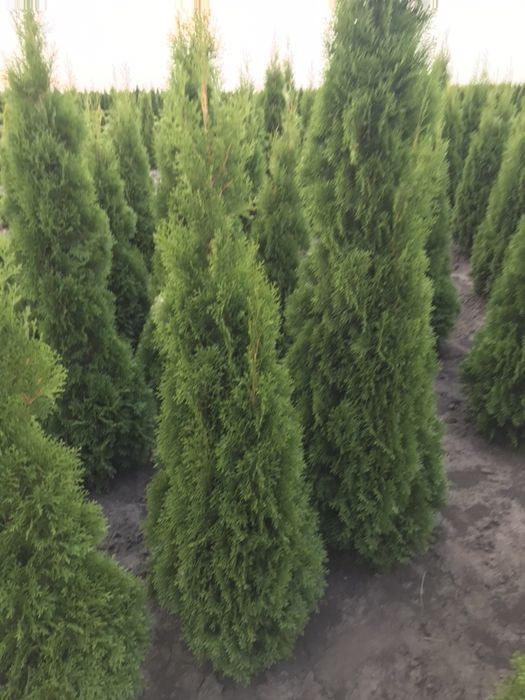 Туя СМАРАГД 1.40-1.50 Супер!