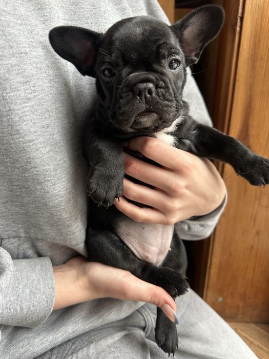 Французкі  бульдоги