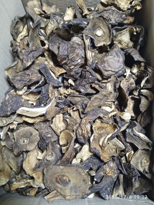 Сухие Польские грибы