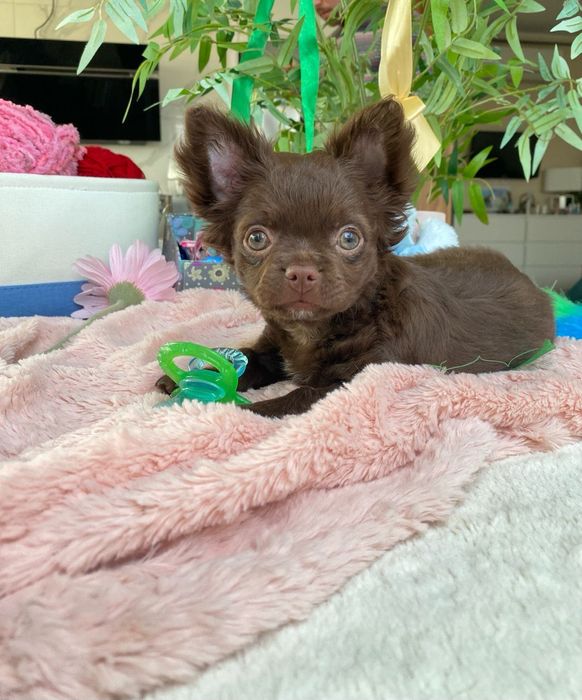 Niesamowity piesek chihuahua FCI