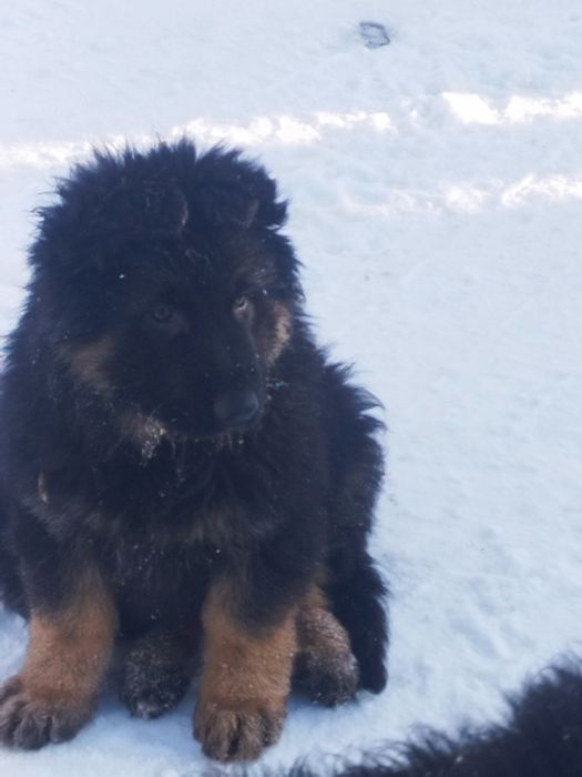 Sprzedam owczarka Niemieckiego