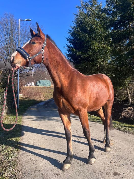 Redukcja stada !! AQH/Ślązak klacz 3 letnia