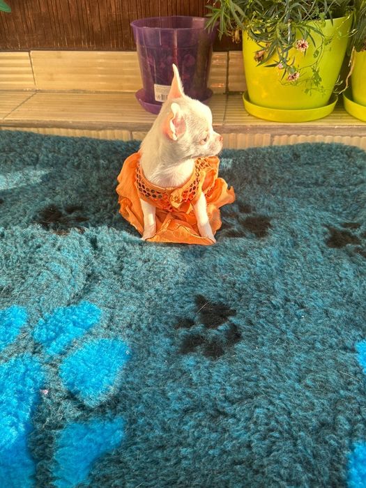 Mini sunia chihuahua FCI