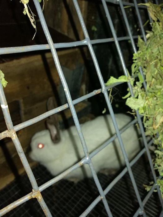 Продам кролицю спарована породи Каліфорнійці