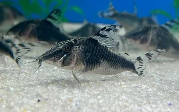 Rarytas Corydoras semiaquilis kirysek kirys sumik
Peru Black Cory