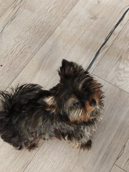 Yorkshire terrier mini sunia