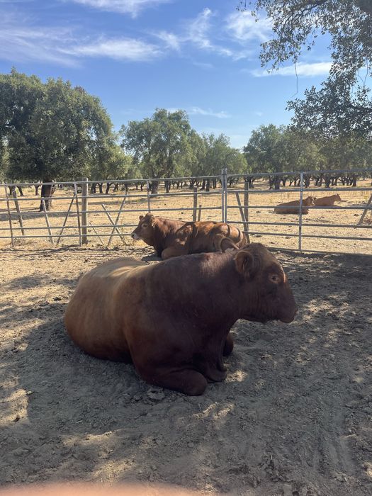 Touro  Aberdeen Angus