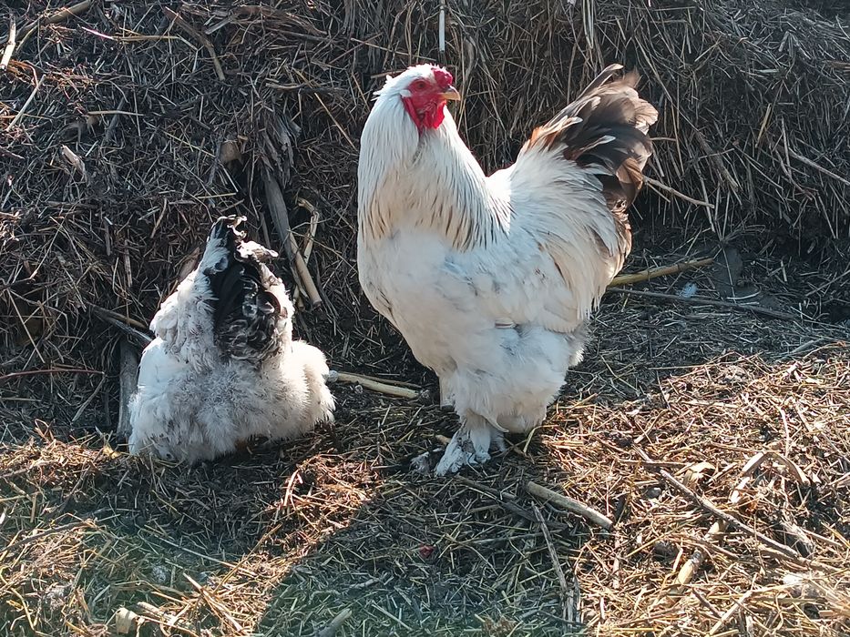 Інкубаційне яйце