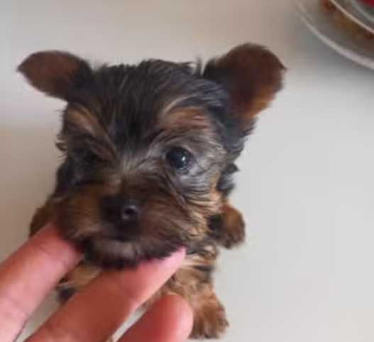 Yorkshire terriers miniaturas doces