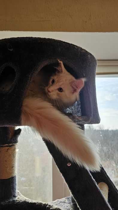 Мейн-кун котёнок,  котик кремой солид