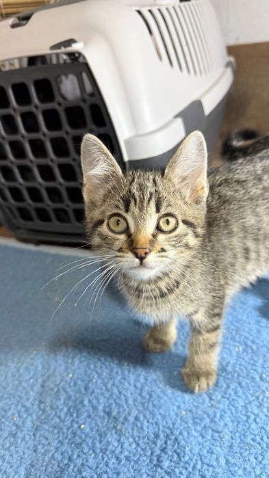 Кошенятко шукає родину