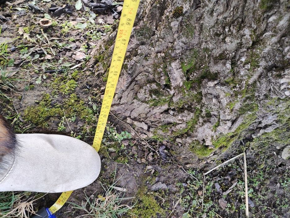 Orzech włoski do wycięcia