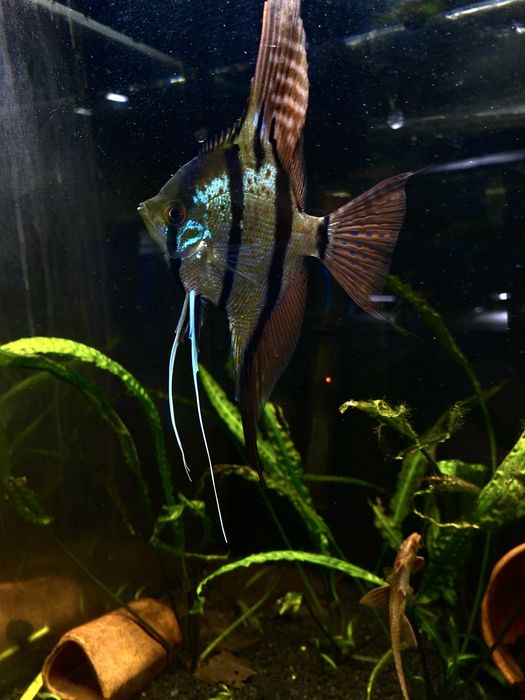 Skalary Rio Nanay zwane też altum peru