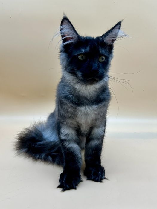 Мейн кун  котенок девочка черный дым с документами питомник
