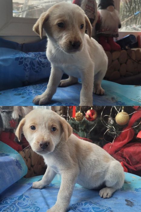 Цуценята в добрі руки