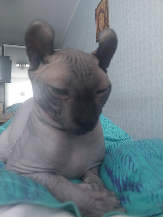 Кот Эльф на вязку