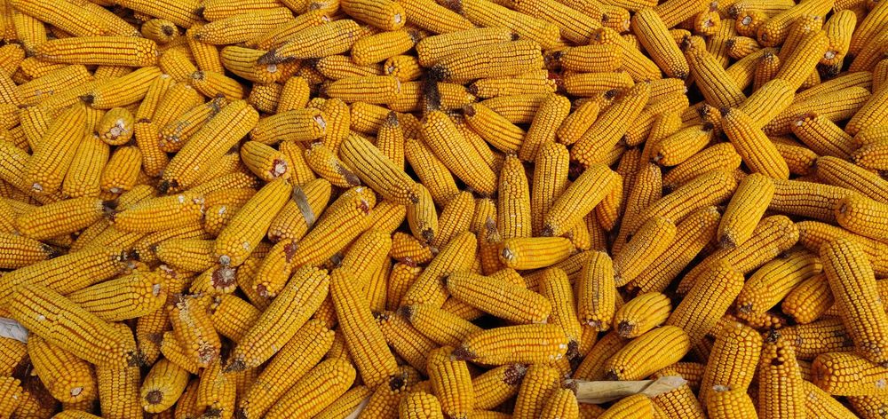 Milho de cunha seco ao sol