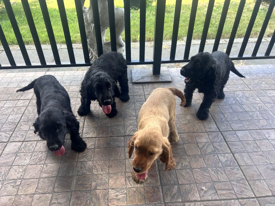 Szczenię Cocker Spaniel