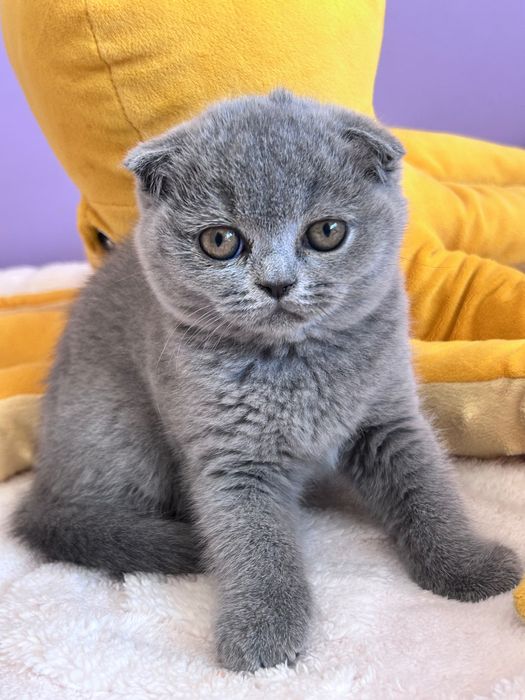Gatinha Scottish Fold azul