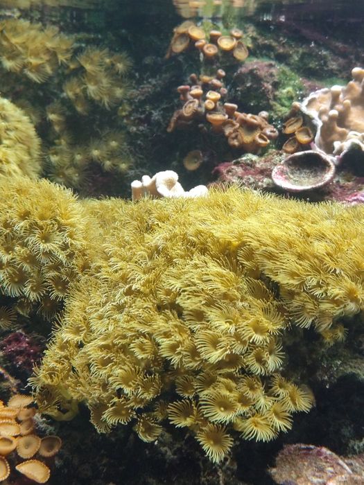 Rodacthis + palytoa + actinodiscos