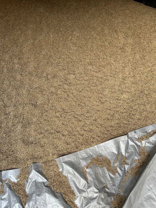 Sprzedam żyto zwykłe