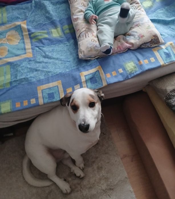 Oddam pieska w dobre ręce