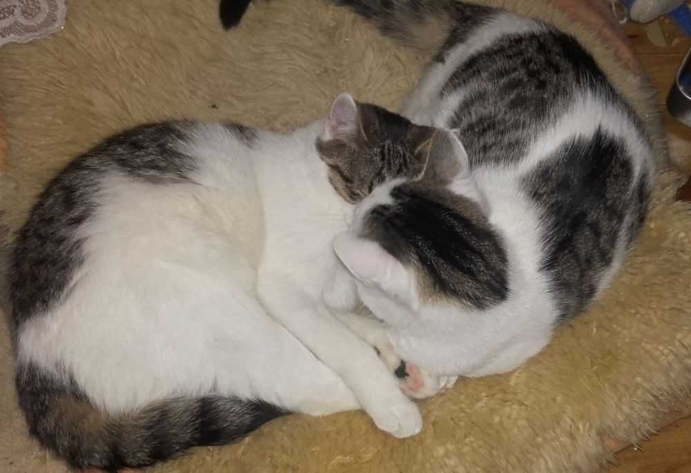 Łagodne misie kochają ludzi i koty, 8 mies.