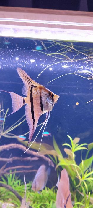 Skalar Pterophyllum Altum Rio nanay