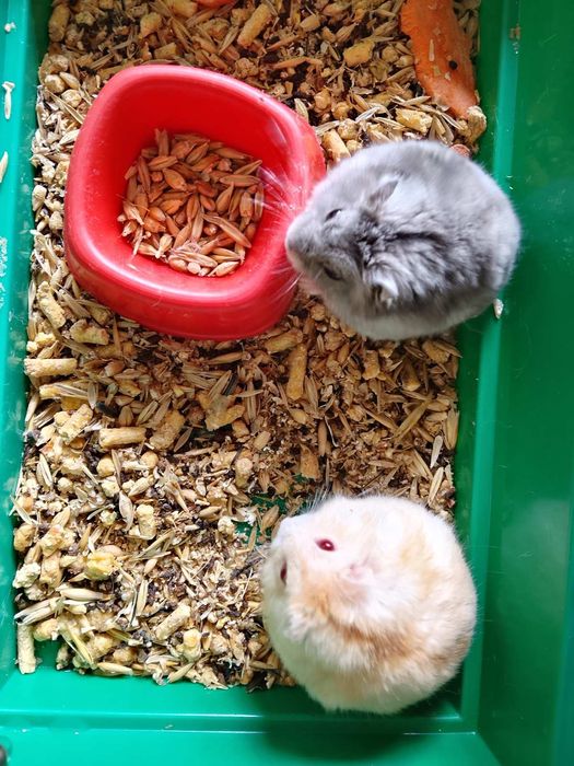 Джунгарский хомяк