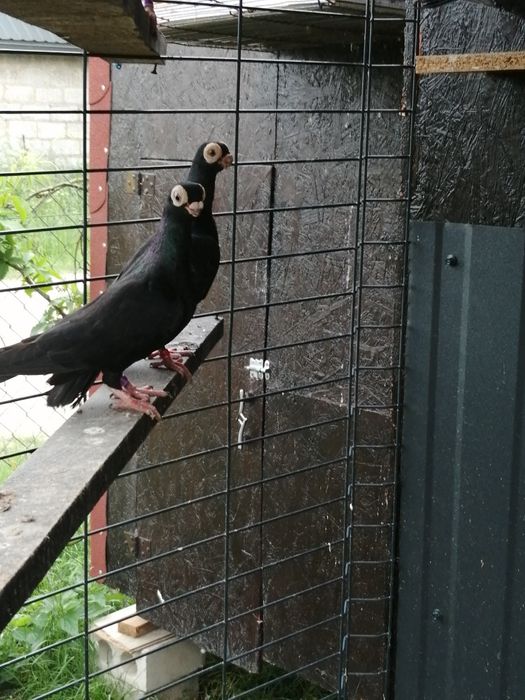 Brodawczak Polski likwidacja