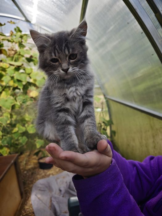 котики кошенята коти