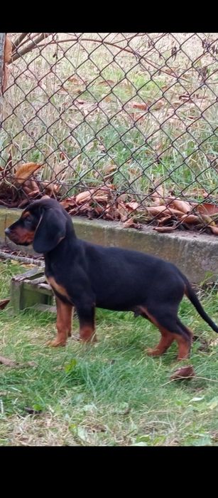 Gończy Polski szczeniak