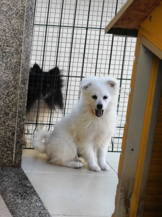 Spitz alemão menino