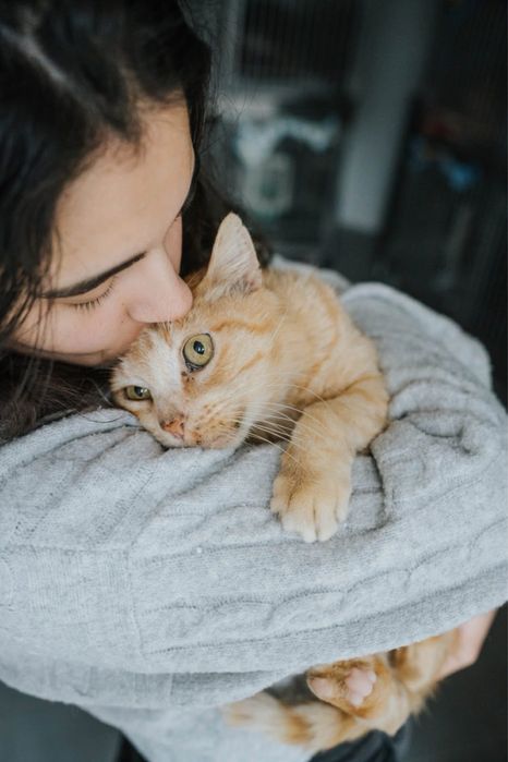 Dino para adoção responsável