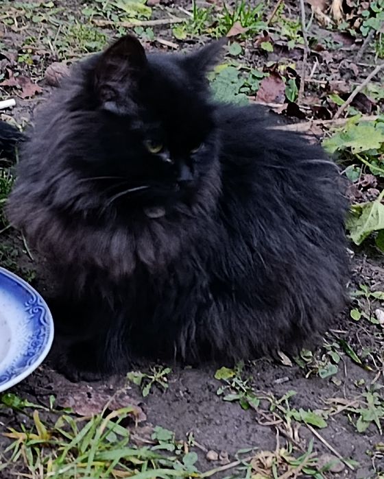 Кошеня, котик, котеня