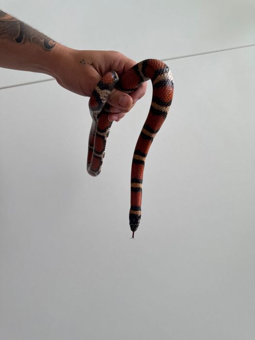 Lampropeltis wąż Lancetogłów mleczny 2022