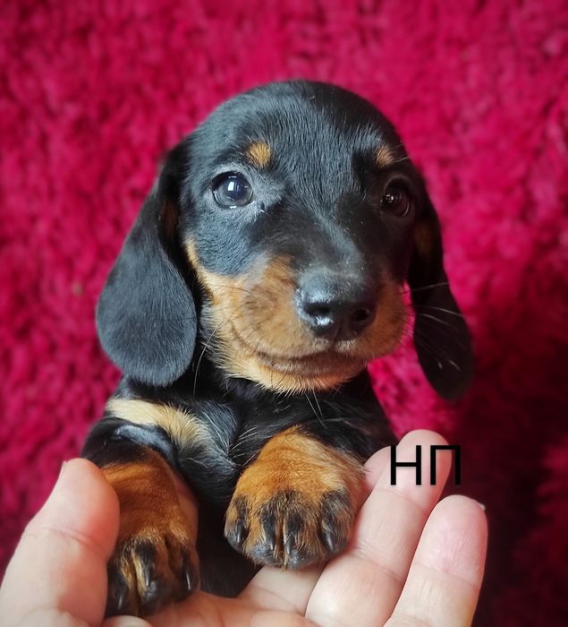 Мініатюрний хлопчик