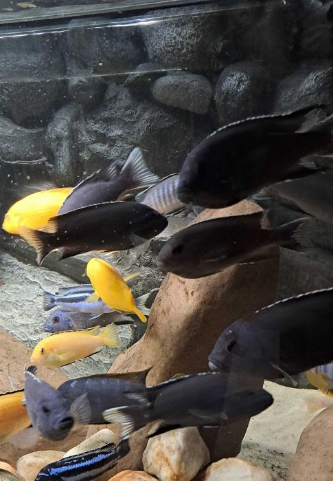 pyszczaki sprzedaż/zamiana