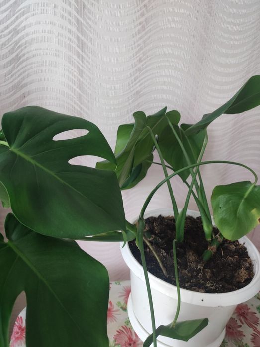 Комнатные растения Монстера