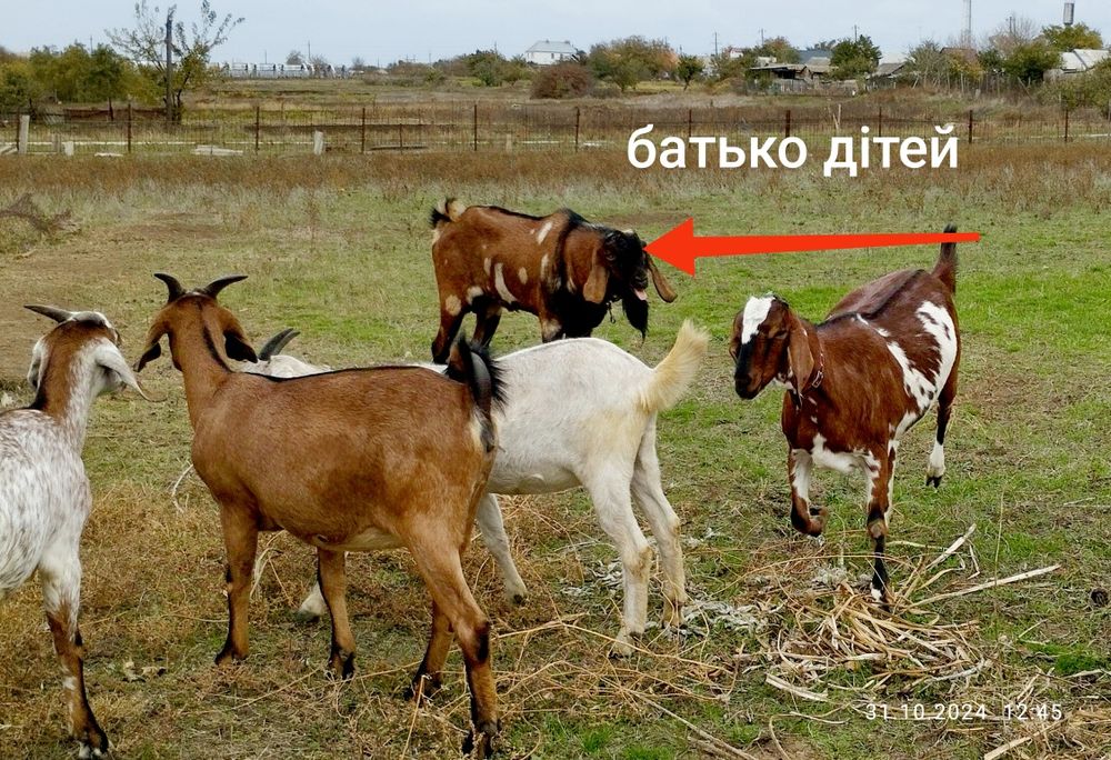 Козеня, коза 93,75% англонуб.породи