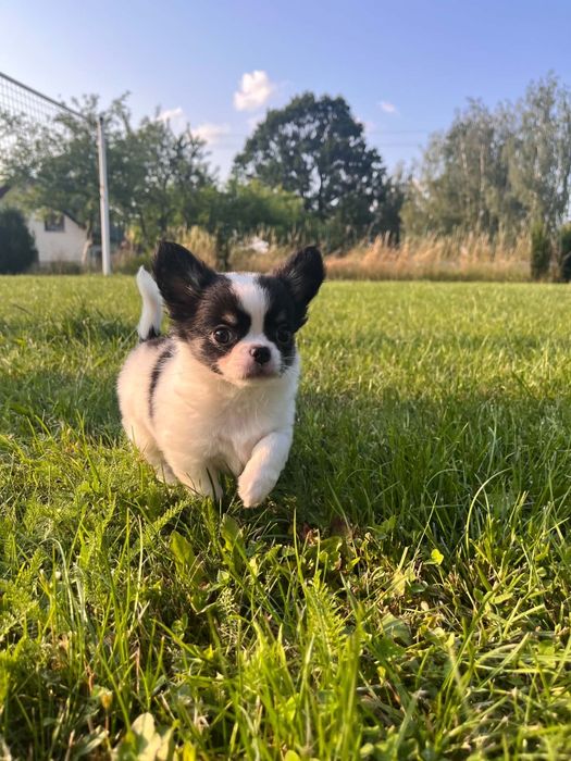 Chihuahua długowłosy samiec ZKwP FCI